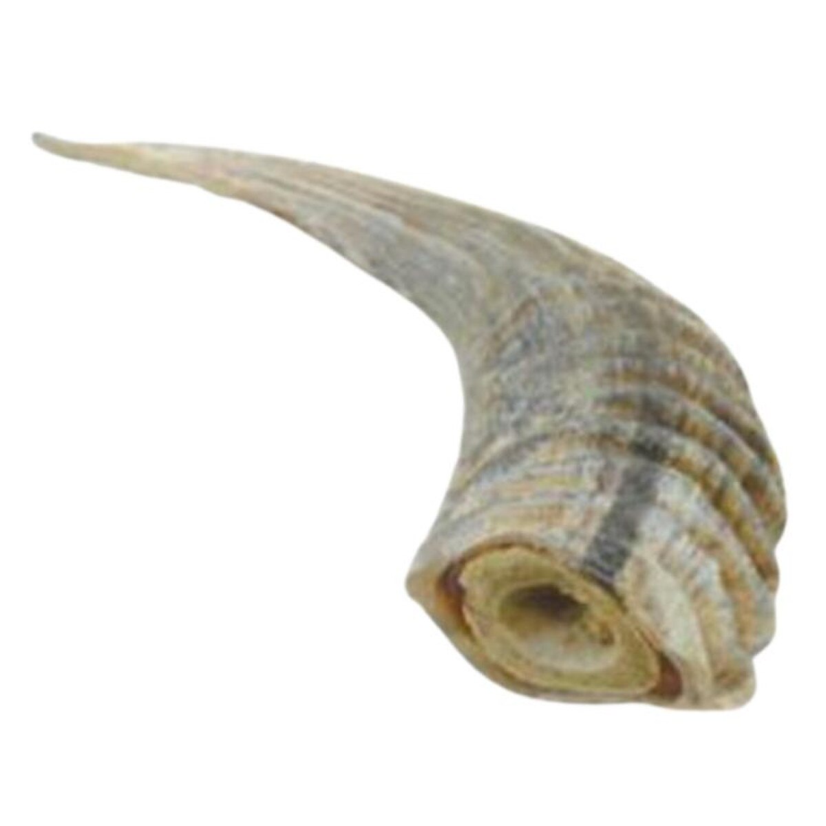 Lamb Horn with Marrow