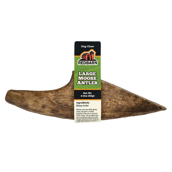 Large Moose Antler