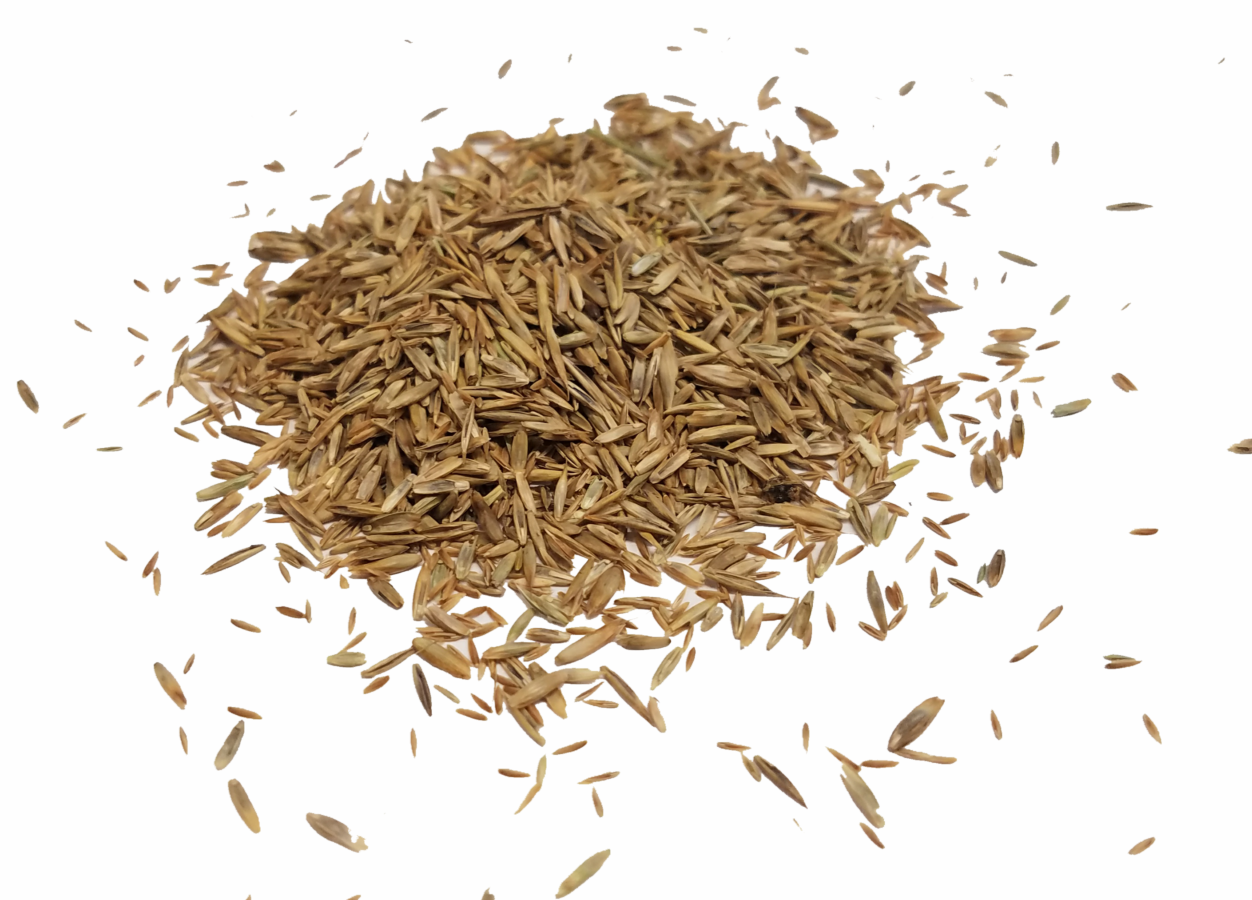 Dura Turf, Bulk Seed