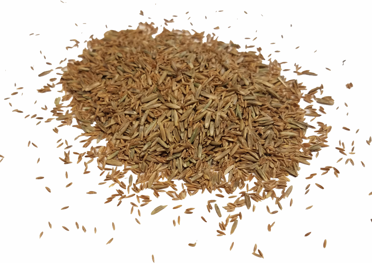 Bulk Seed - Price listed per lb