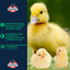 20% Flock Maker Pellets