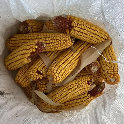Eared Corn - bag