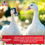 16% Flock Maintainer Mini Pellets
