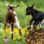Goat Granola