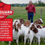 16% Textured Goat Grain