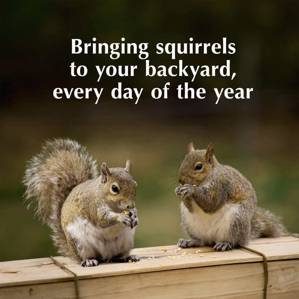 Sweet Corn Squirrel