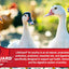 NonGMO Flock Maker Crumbles