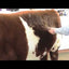 Weaver Shedding Comb