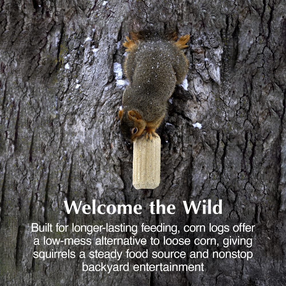 Sweet Corn Squirrel