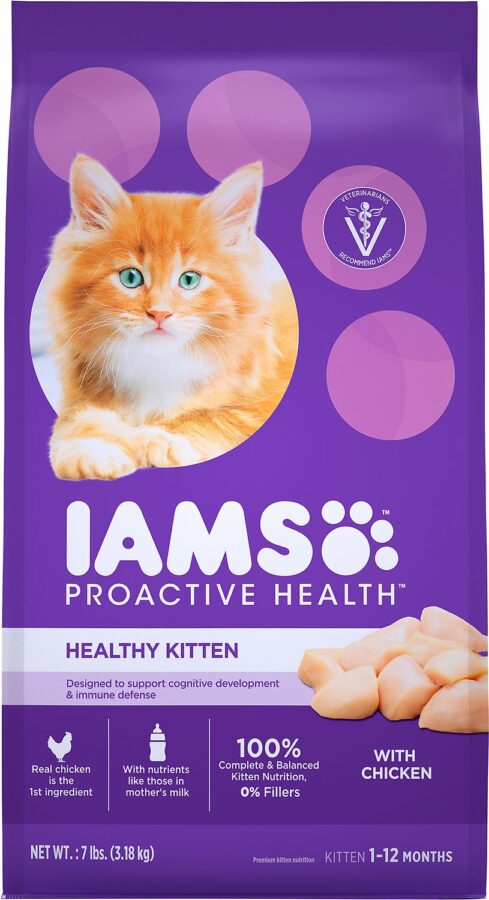 Healthy Kitten