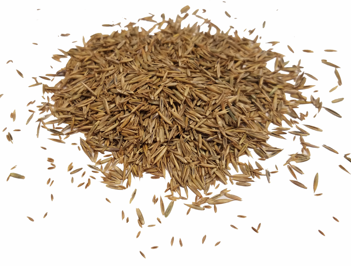 Shady Turf, Bulk Seed
